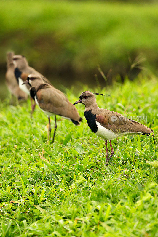 一群南田凫鸟(Vanellus chilensis)在一个郁郁葱葱的绿色田野，哥斯达黎加